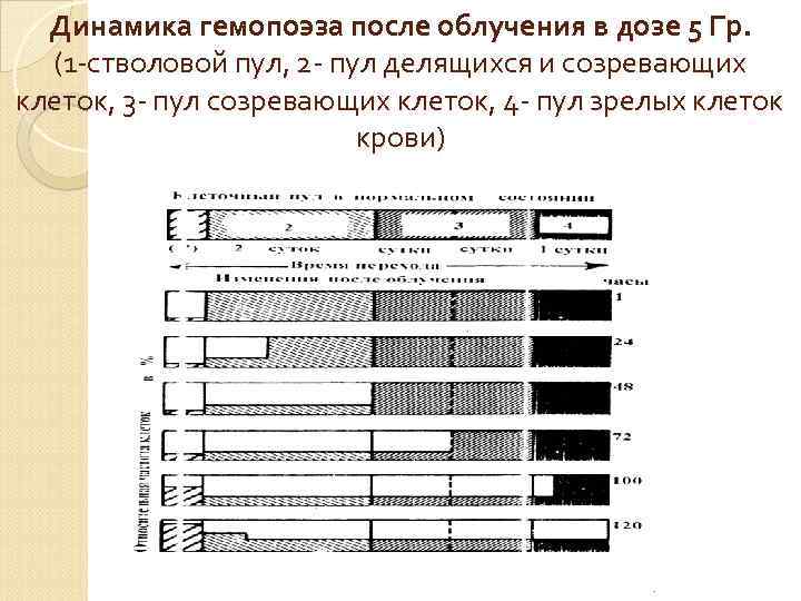 Динамика гемопоэза после облучения в дозе 5 Гр. (1 стволовой пул, 2 пул делящихся
