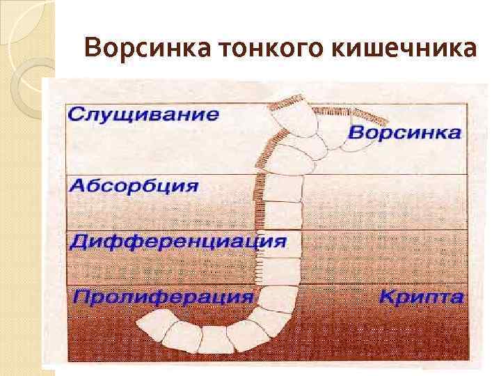Ворсинка тонкого кишечника 