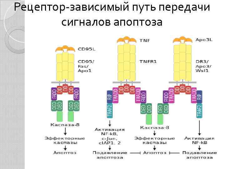 Рецептор-зависимый путь передачи сигналов апоптоза 