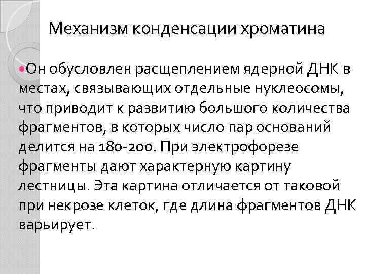 Механизм конденсации хроматина Он обусловлен расщеплением ядерной ДНК в местах, связывающих отдельные нуклеосомы, что