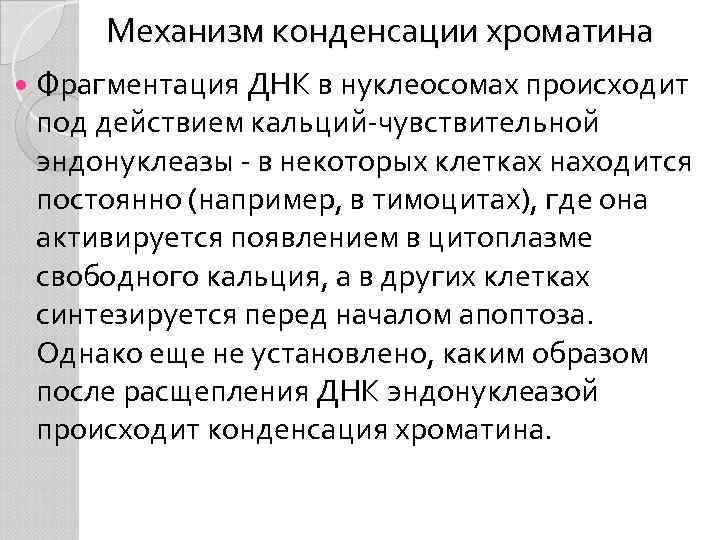 Механизм конденсации хроматина Фрагментация ДНК в нуклеосомах происходит под действием кальций-чувствительной эндонуклеазы - в