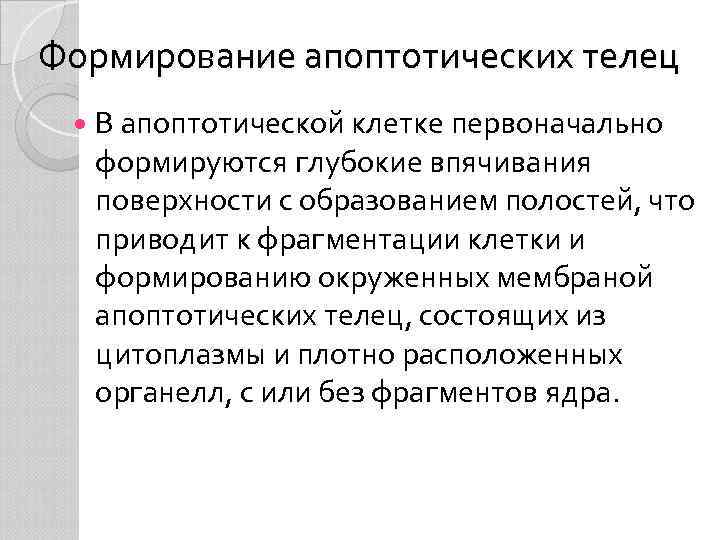 Формирование апоптотических телец В апоптотической клетке первоначально формируются глубокие впячивания поверхности с образованием полостей,