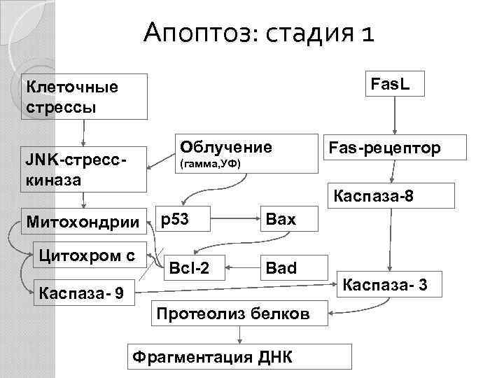 Апоптоз: стадия 1 Fas. L Клеточные стрессы Облучение JNK-стресскиназа Fas-рецептор (гамма, УФ) Каспаза-8 Митохондрии