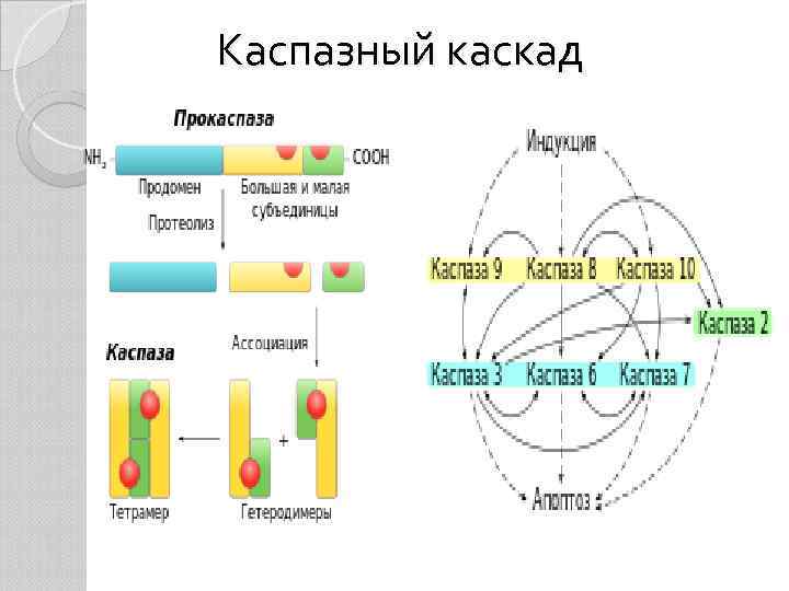 Каспазный каскад 