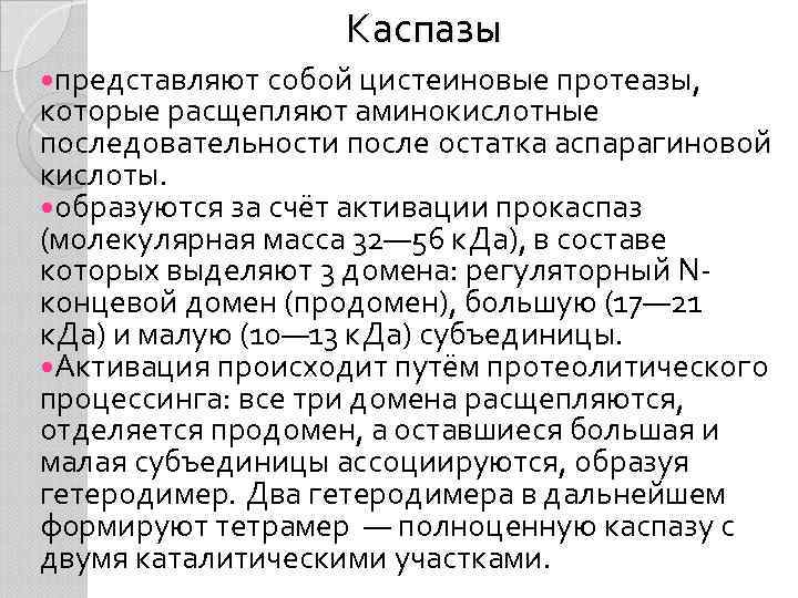 Каспазы представляют собой цистеиновые протеазы, которые расщепляют аминокислотные последовательности после остатка аспарагиновой кислоты. образуются