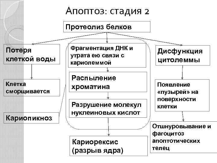 Апоптоз: стадия 2 Протеолиз белков Потеря клеткой воды Клетка сморщивается Кариопикноз Фрагментация ДНК и