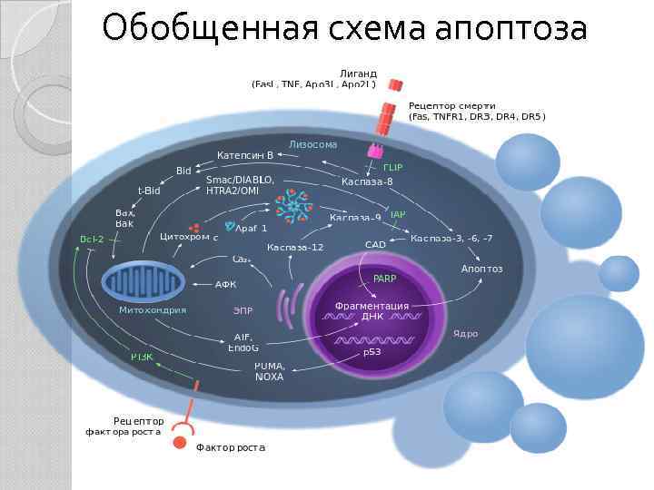 Обобщенная схема апоптоза 