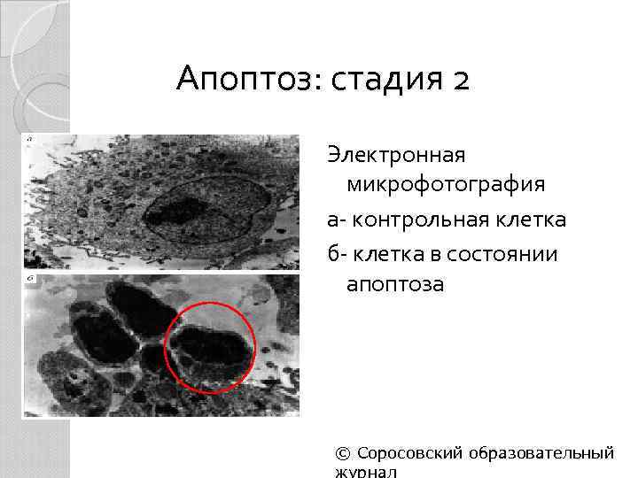 Нарисуйте схему гибели клеток мишеней по механизму апоптоза