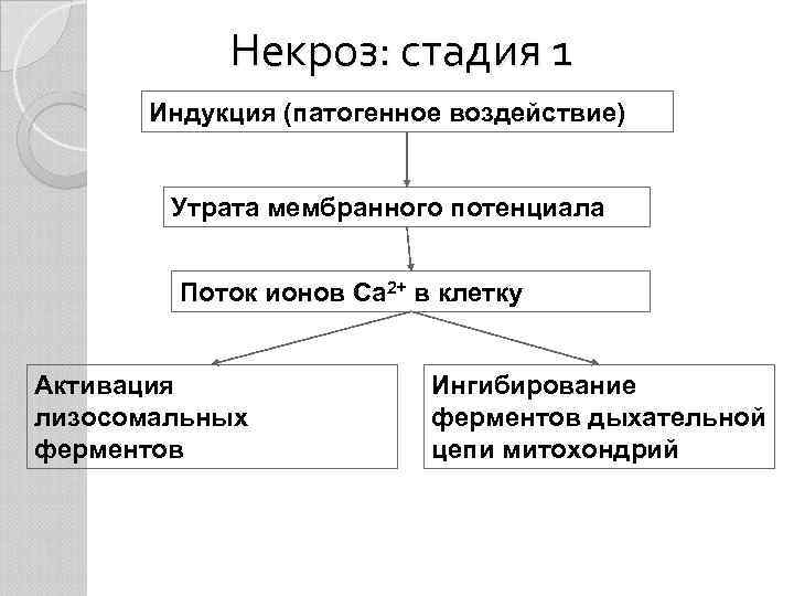 Некроз: стадия 1 Индукция (патогенное воздействие) Утрата мембранного потенциала Поток ионов Ca 2+ в