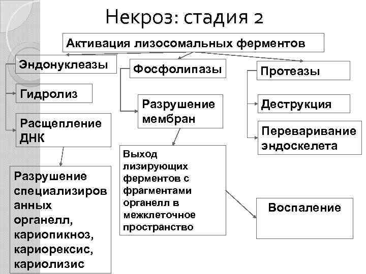 Некроз: стадия 2 Активация лизосомальных ферментов Эндонуклеазы Гидролиз Расщепление ДНК Разрушение специализиров анных органелл,