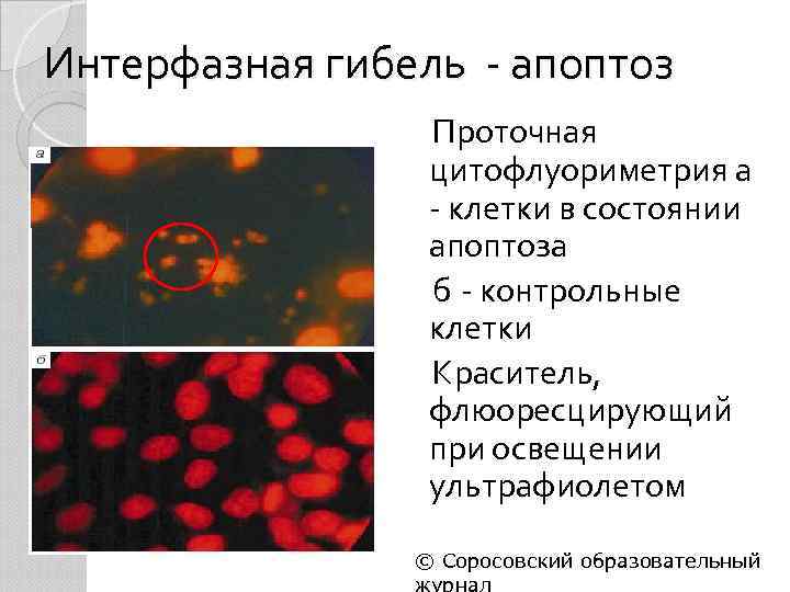 Интерфазная гибель - апоптоз Проточная цитофлуориметрия а - клетки в состоянии апоптоза б -