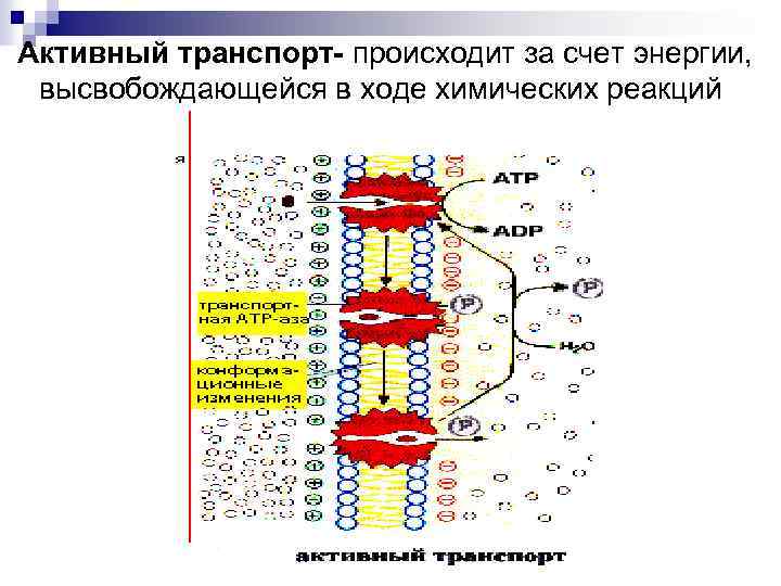 Активный транспорт- происходит за счет энергии, высвобождающейся в ходе химических реакций внутри клетки. 