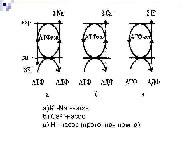 а) К+-Na+-насос б) Ca 2+-насос в) Н+-насос (протонная помпа) 