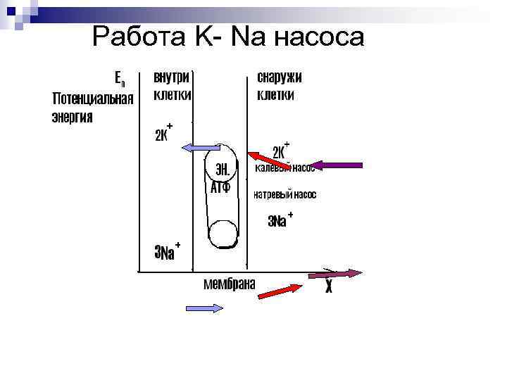 Работа K- Na насоса 