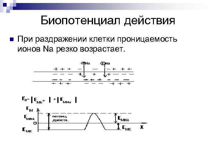 Биопотенциал действия n При раздражении клетки проницаемость ионов Na резко возрастает. 