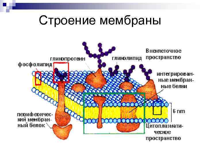 Строение мембраны 