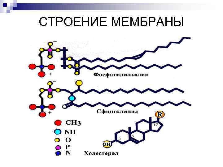 СТРОЕНИЕ МЕМБРАНЫ 