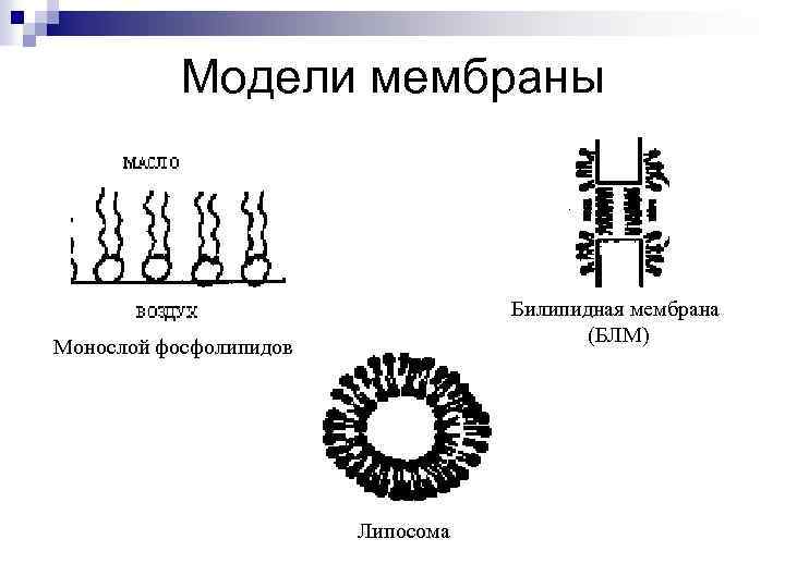 Модели мембраны Билипидная мембрана (БЛМ) Монослой фосфолипидов Липосома 