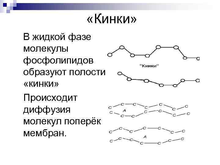  «Кинки» В жидкой фазе молекулы фосфолипидов образуют полости «кинки» Происходит диффузия молекул поперёк