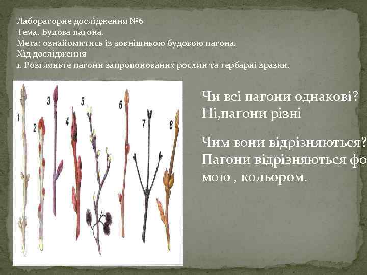 Лабораторне дослідження № 6 Тема. Будова пагона. Мета: ознайомитись із зовнішньою будовою пагона. Хід