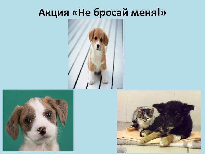 Акция «Не бросай меня!» 