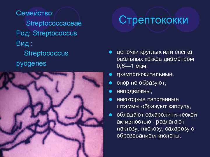 Семейство: Streptococcaceae Род: Streptococcus Вид : Streptococcus pyogenes Стрептококки l l l цепочки круглых