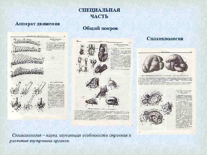 СПЕЦИАЛЬНАЯ ЧАСТЬ Аппарат движения Общий покров Спланхнология – наука, изучающая особенности строения и развития