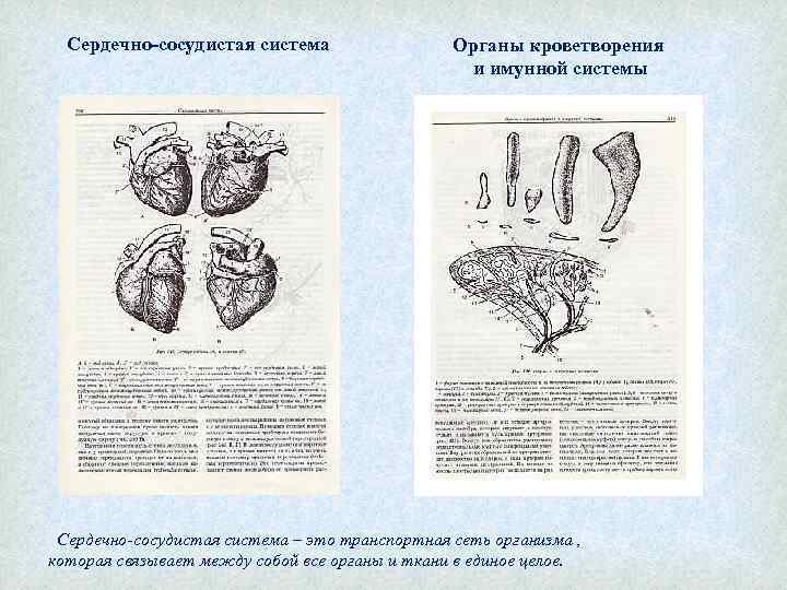 Сердечно-сосудистая система Органы кроветворения и имунной системы Сердечно-сосудистая система – это транспортная сеть организма