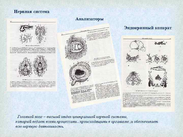 Нервная система Анализаторы Эндокринный аппарат Головной мозг – высший отдел центральной нервной системы, который