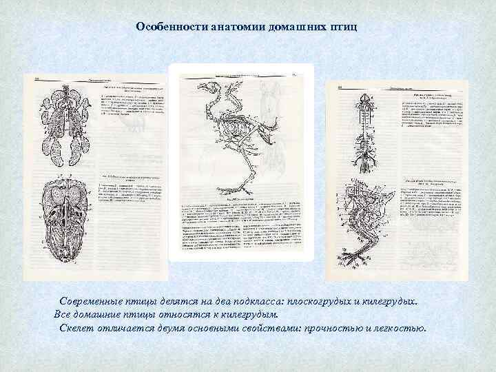 Особенности анатомии домашних птиц Современные птицы делятся на два подкласса: плоскогрудых и килегрудых. Все