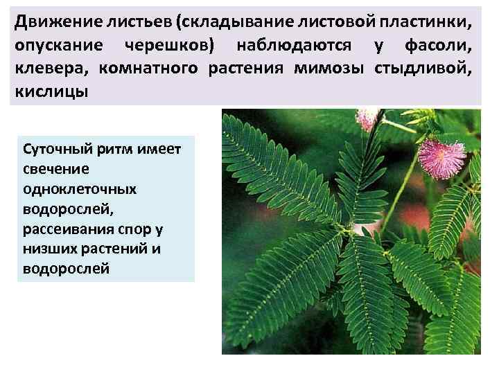 Движение листьев. Движение листа растений. Форма листовой пластины у мимозы. Опускание черешков листьев.