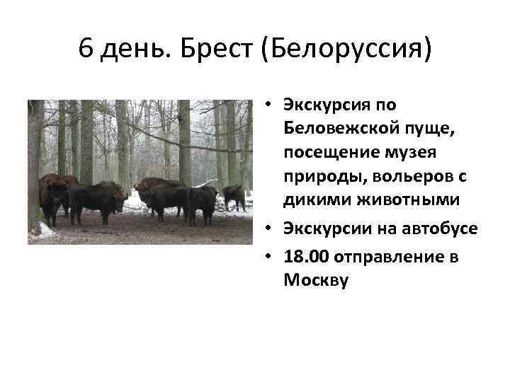 6 день. Брест (Белоруссия) • Экскурсия по Беловежской пуще, посещение музея природы, вольеров с