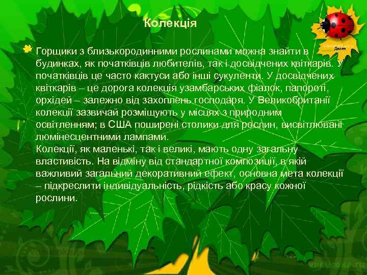 Колекція Горщики з близькородинними рослинами можна знайти в будинках, як початківців любителів, так і