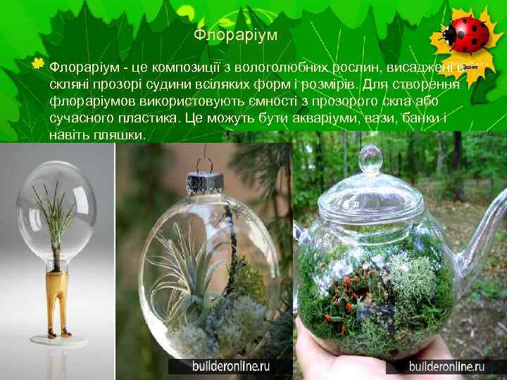 Флораріум - це композиції з вологолюбних рослин, висаджені в скляні прозорі судини всіляких форм