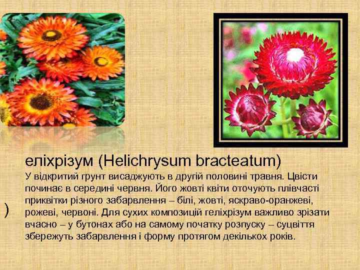 еліхрізум (Helichrysum bracteatum) ) У відкритий грунт висаджують в другій половині травня. Цвісти починає