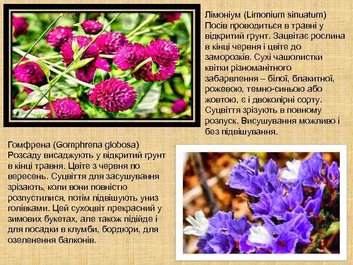 Лімоніум (Limonium sinuatum) Посів проводиться в травні у відкритий грунт. Зацвітає рослина в кінці