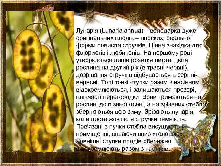 Лунарія (Lunaria annua) – володарка дуже оригінальних плодів – плоских, овальної форми повисла стручків.