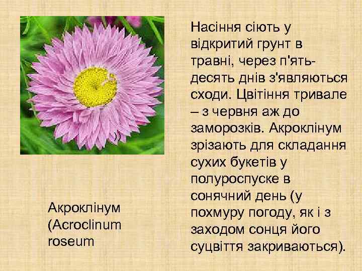 )) Акроклінум (Acroclinum roseum Насіння сіють у відкритий грунт в травні, через п'ятьдесять днів