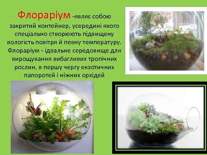 Флораріум -являє собою закритий контейнер, усередині якого спеціально створюють підвищену вологість повітря й певну