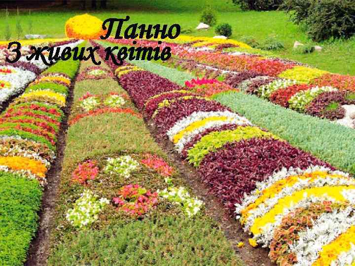 Панно З живих квітів 