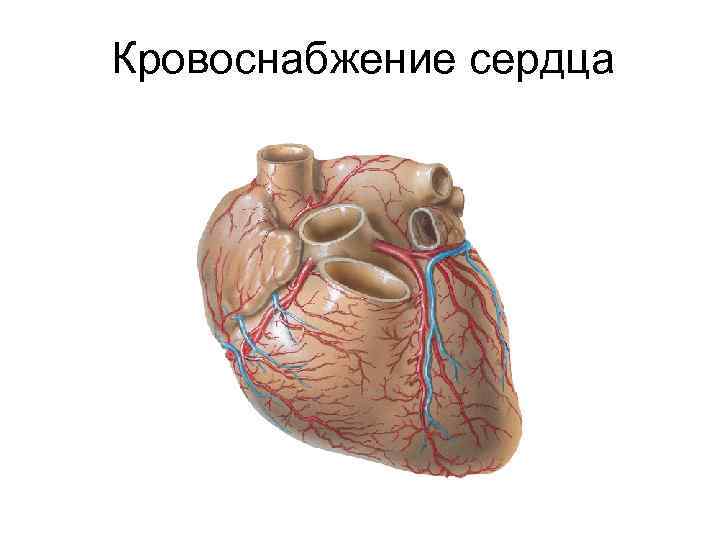 Кровоснабжение сердца 