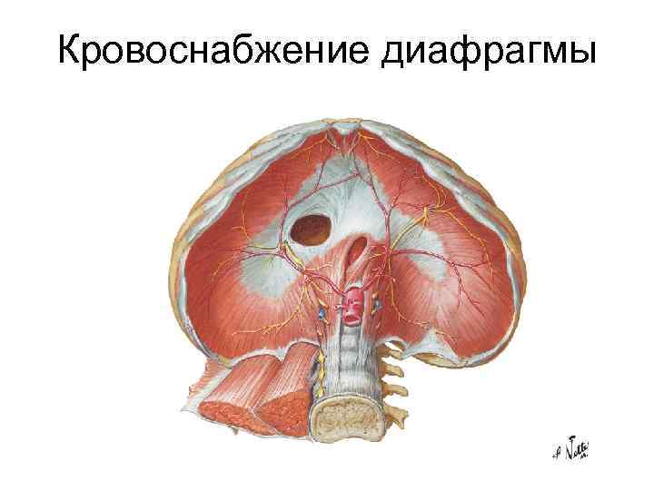 Релаксация диафрагмы презентация