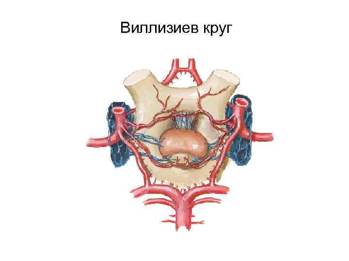 Сегменты передней мозговой артерии схема