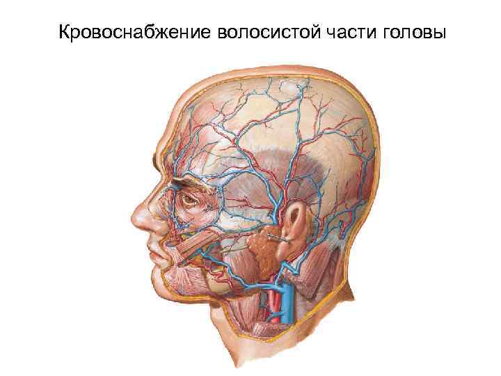 Карта вызова открытая рана головы волосистой части