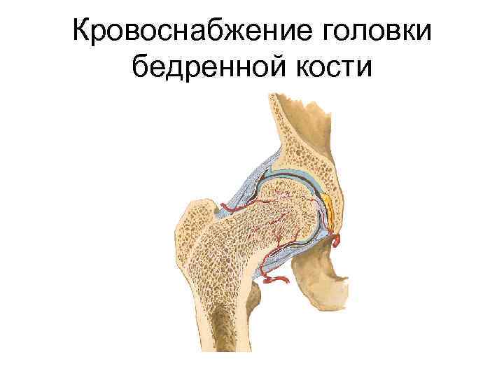 Кровоснабжение головки бедренной кости 