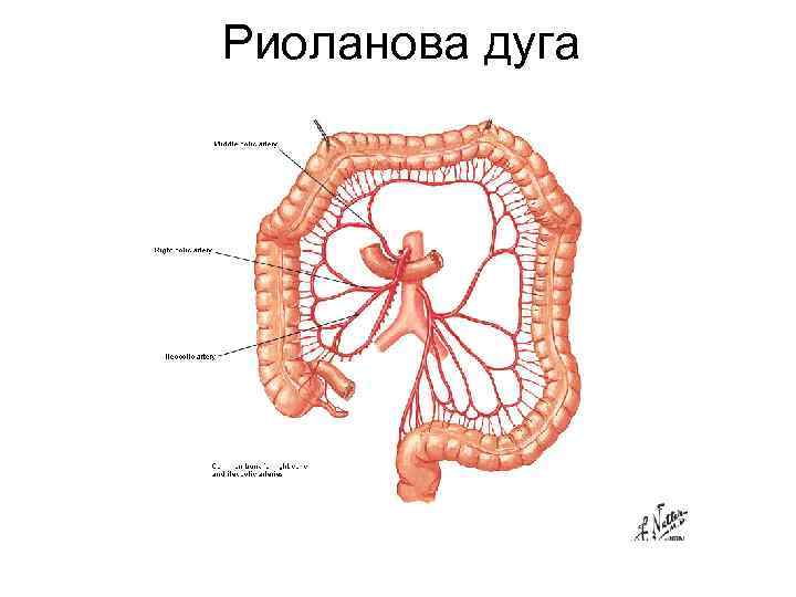 Артериоло венулярный анастомоз строение стенки