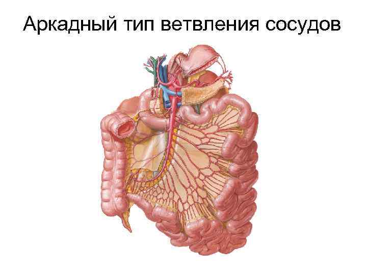 Аркадный тип ветвления сосудов 