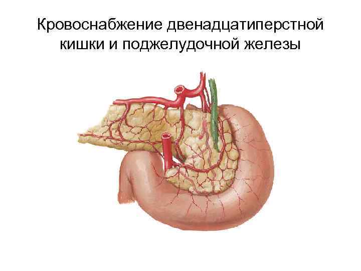 Схема кровоснабжения поджелудочной железы