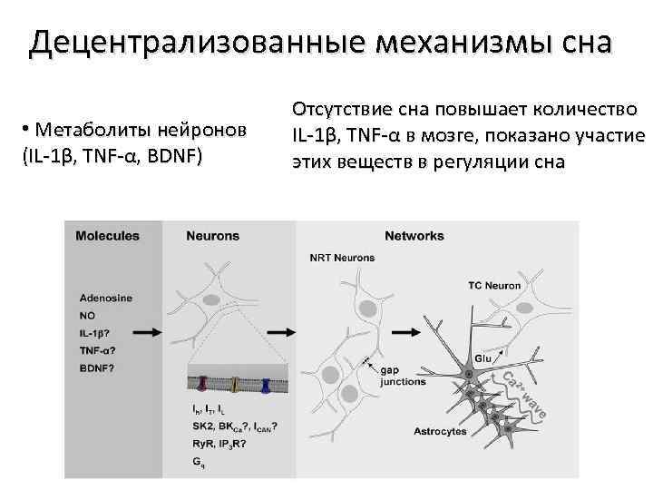 Децентрализованные механизмы сна • Метаболиты нейронов (IL-1β, TNF-α, BDNF) Отсутствие сна повышает количество IL-1β,