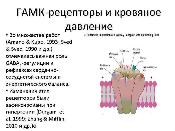 ГАМК-рецепторы и кровяное давление • Во множестве работ (Amano & Kubo, 1993; Sved &